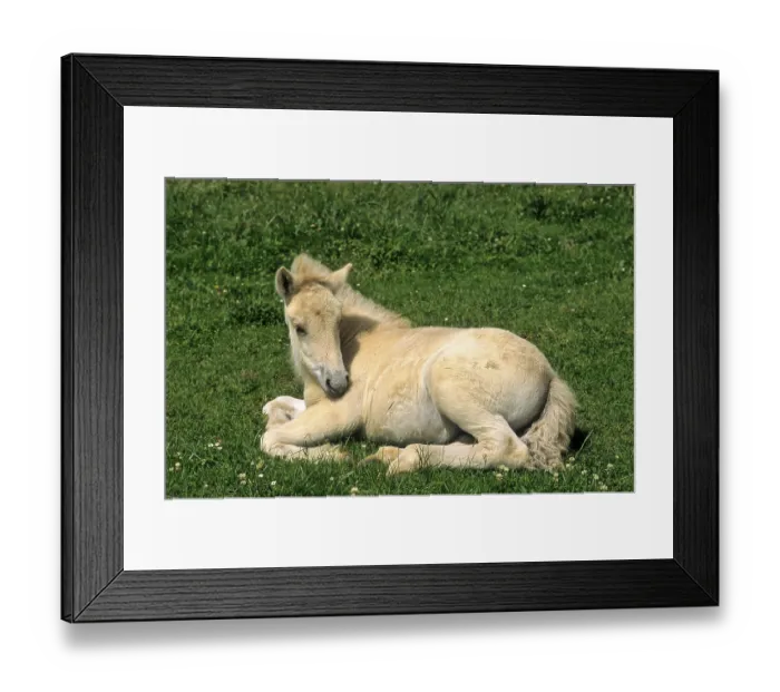 Framed Print : Norwegian Fjord Horse, Foal, Norwegian