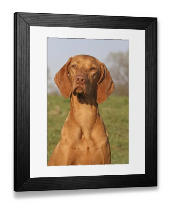 Framed Print : Magyar Vizsla, portrait, head shot Framed Print : Magyar Vizsla, portrait, head shot