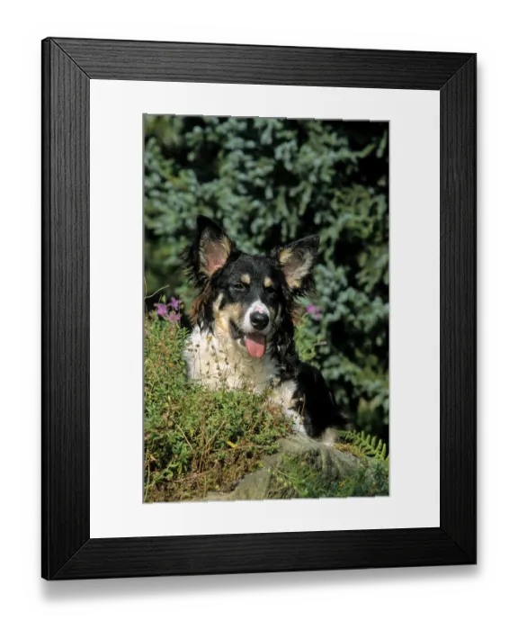Framed Print : Border Collie Framed Print : Border Collie