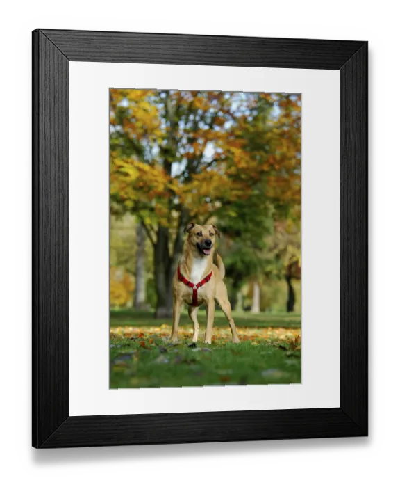 Framed Print : Mixed breed domestic dog (canis lupus familiaris) standing in a meadow in front of trees with autumnal colours