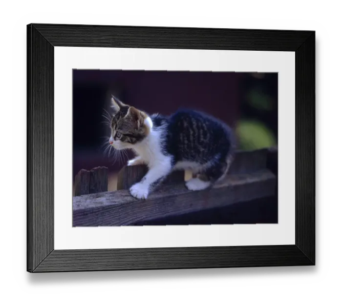 Framed Print : Young wildcat (Felis silvestris) forma catus