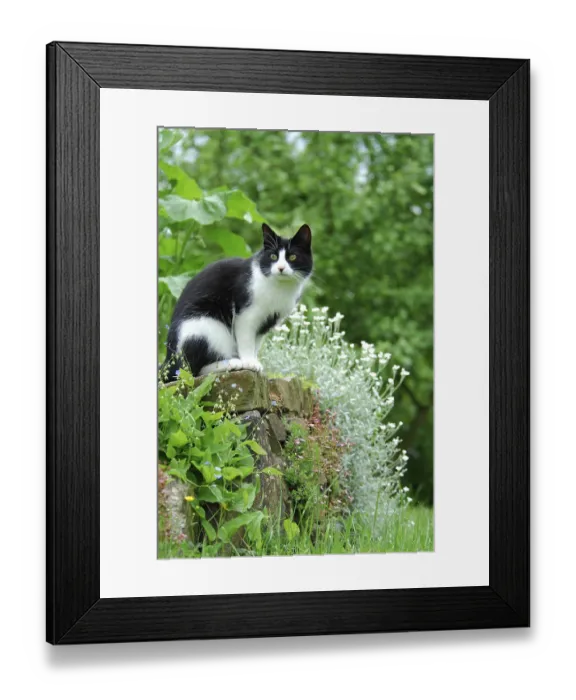 Framed Print : Domestic cat sitting on wall in garden