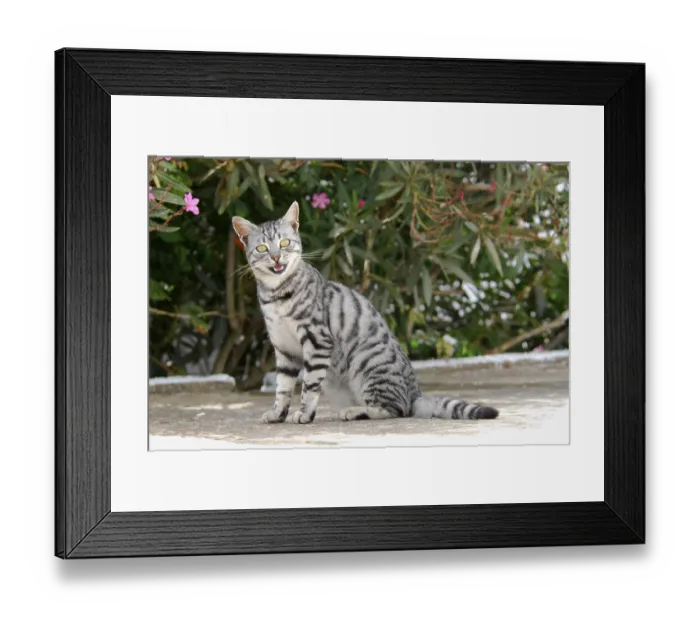Framed Print : Domestic cat, Silver Tabby, meows Framed Print : Domestic cat, Silver Tabby, meows