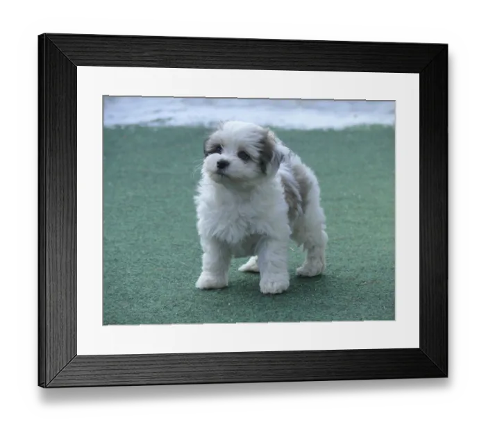 Framed Print : Havanese, Puppy, FCI, Standard No Framed Print : Havanese, Puppy, FCI, Standard No