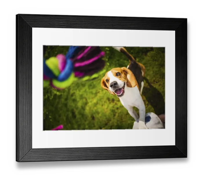Framed Print : Beagle dog jumping on two feet with mouth open to get a toy