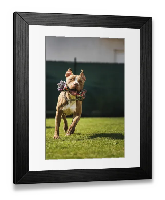 Framed Print : Dog running in backyard, amstaff terrier with toy rope runs towards camera Framed Print : Dog running in backyard, amstaff terrier with toy rope runs towards camera