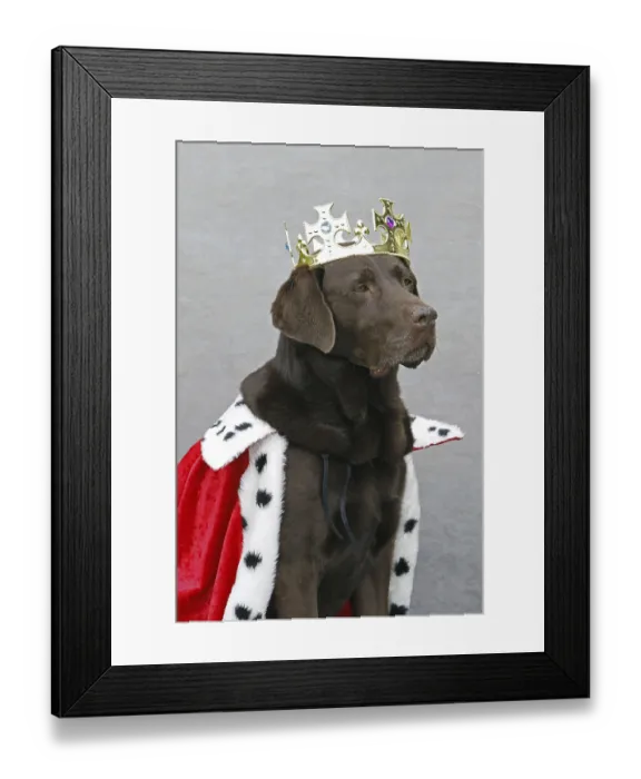 Framed Print : Brown Labrador disguised as a king Framed Print : Brown Labrador disguised as a king
