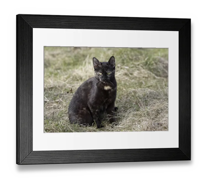 Framed Print : Cat