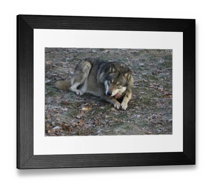 Framed Print : Devouring wolf
