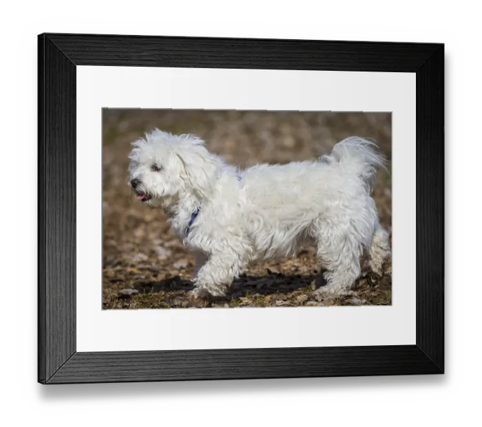Framed Print : A snow-white Havanese / Maltese mix runs very proudly through the picture