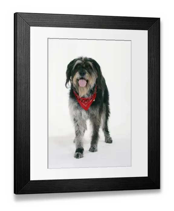 Framed Print : Mixed breed dog with scarf Framed Print : Mixed breed dog with scarf