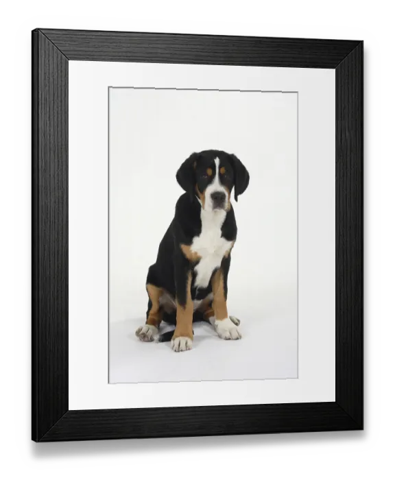 Framed Print : Great Swiss Mountain Dog, puppy, 14 weeks