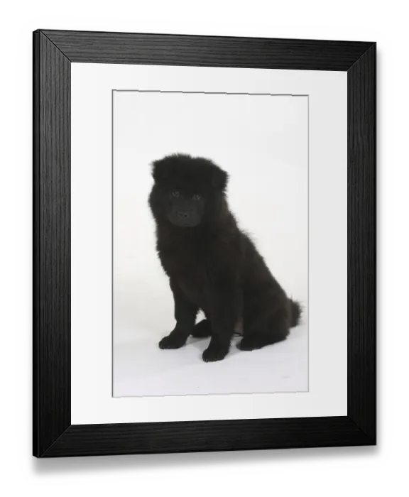Framed Print : Eurasier, puppy, 14 weeks