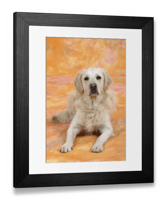Framed Print : Golden Retriever Framed Print : Golden Retriever