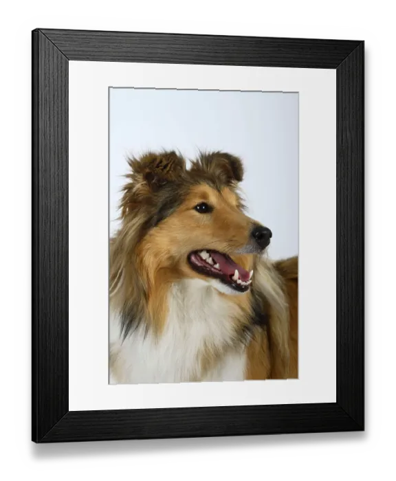 Framed Print : Sheltie, Shetland Sheepdog