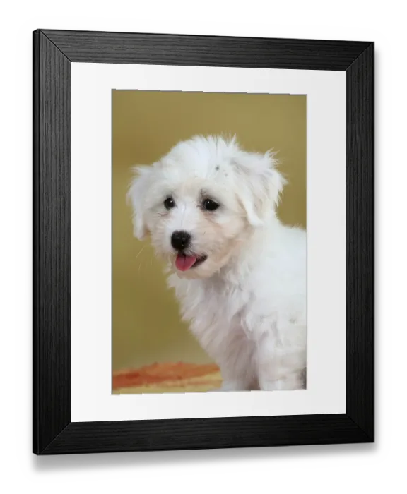 Framed Print : Coton de Tulear, puppy, 8 weeks