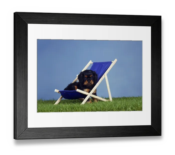 Framed Print : Cavalier King Charles Spaniel, puppy
