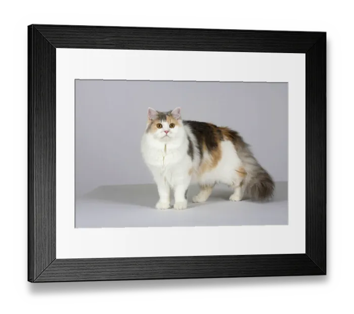 Framed Print : British Longhair cat, blue-cream-white Framed Print : British Longhair cat, blue-cream-white