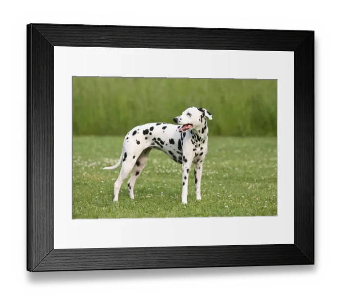 Framed Print : Dalmatian Framed Print : Dalmatian