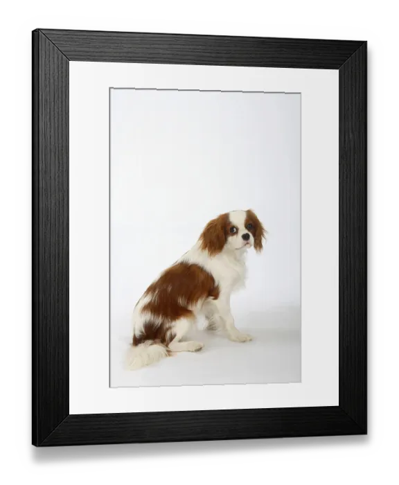 Framed Print : Cavalier King Charles Spaniel, blenheim