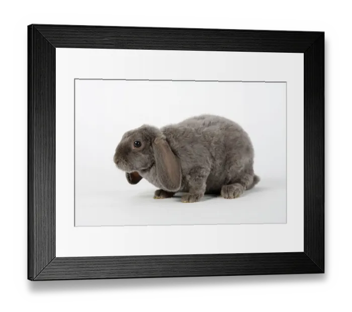 Framed Print : Lilac, 14 weeks, Rex dwarf ram Framed Print : Lilac, 14 weeks, Rex dwarf ram