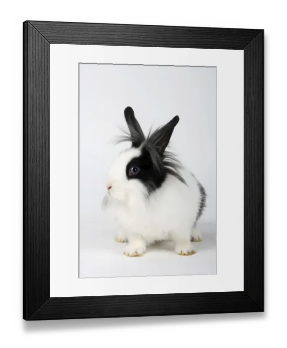 Framed Print : Lion-maned dwarf rabbit, black and white