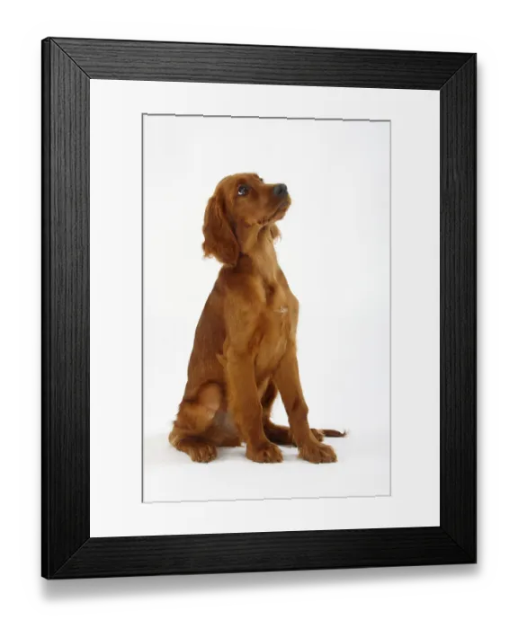 Framed Print : Irish Setter, puppy, 13 weeks, Irish Setter