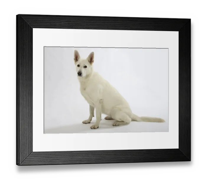 Framed Print : White Swiss Shepherd Dog, AC White Shepherd Dog