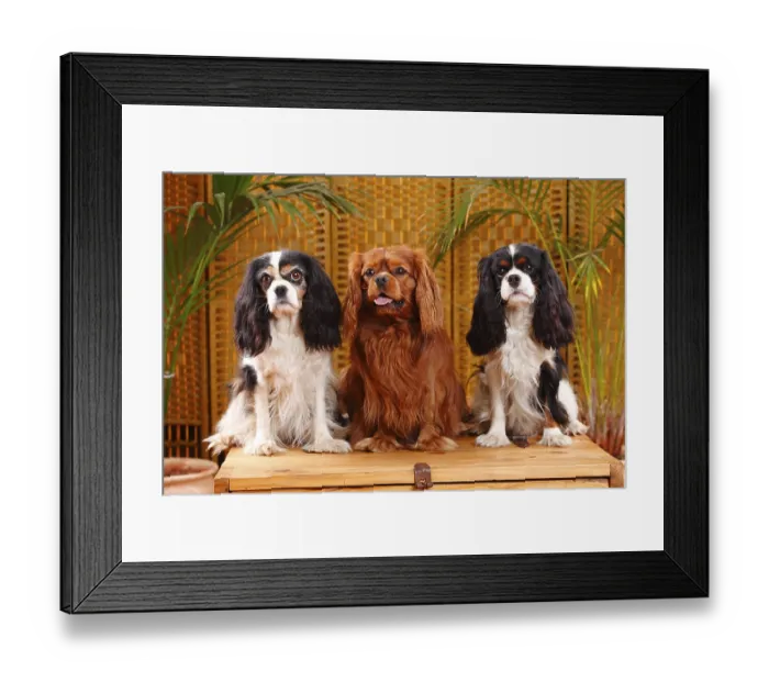 Framed Print : Cavalier King Charles Spaniel, tricolour and ruby red