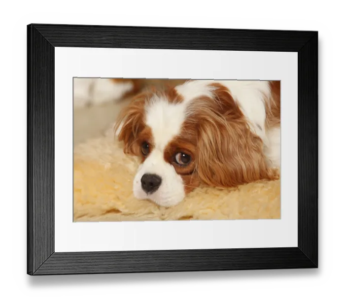 Framed Print : Cavalier King Charles Spaniel, bitch blenheim