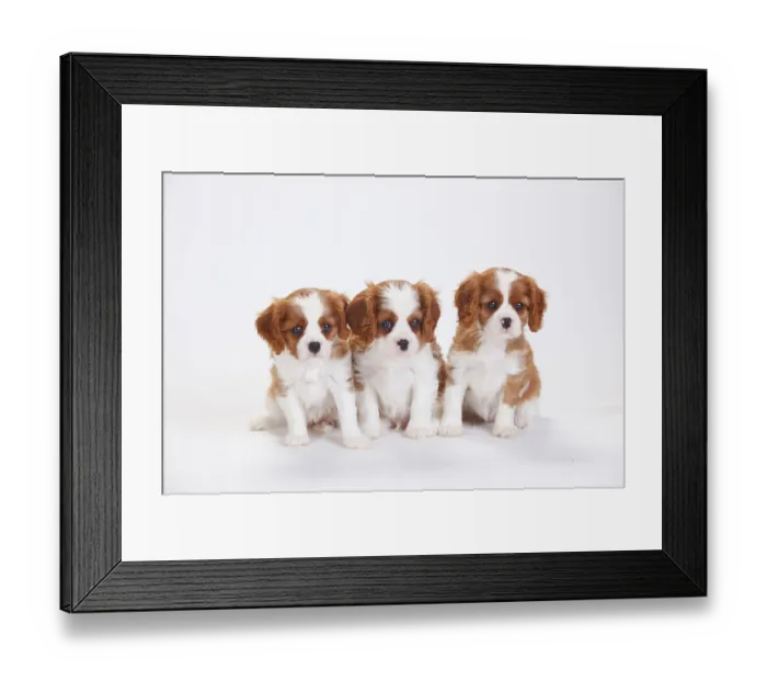 Framed Print : Cavalier King Charles Spaniel, puppies, blenheim Framed Print : Cavalier King Charles Spaniel, puppies, blenheim