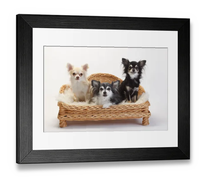Framed Print : Chihuahuas, long-haired