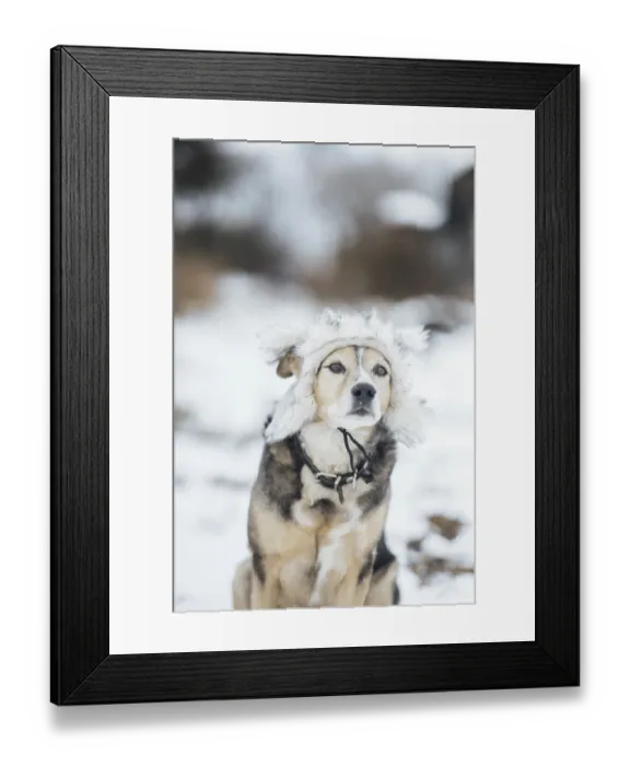 Framed Print : Cute dog in a warm fur hat in winter on a snowy walk Framed Print : Cute dog in a warm fur hat in winter on a snowy walk