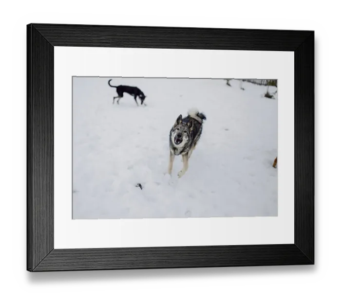 Framed Print : Siberian husky on a walk on a winter day in an animal shelter Framed Print : Siberian husky on a walk on a winter day in an animal shelter