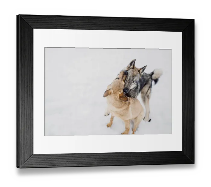 Framed Print : Siberian husky plays with another dog in the snow at a shelter for homeless animals