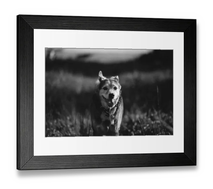 Framed Print : Black and white photo of a happy mongrel dog walking in the meadow Framed Print : Black and white photo of a happy mongrel dog walking in the meadow