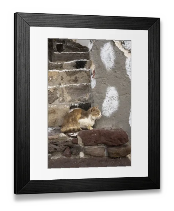 Framed Print : Cat sitting on a stone wall, climate Framed Print : Cat sitting on a stone wall, climate