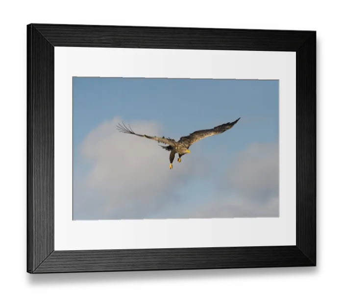 Framed Print : White-tailed eagle (Haliaeetus albicilla) in flight Framed Print : White-tailed eagle (Haliaeetus albicilla) in flight