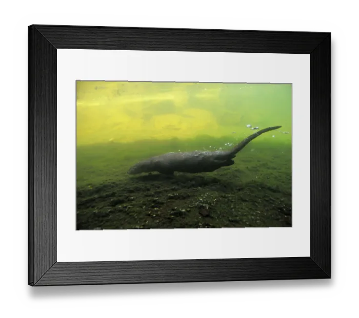 Framed Print : European otter (Lutra lutra)