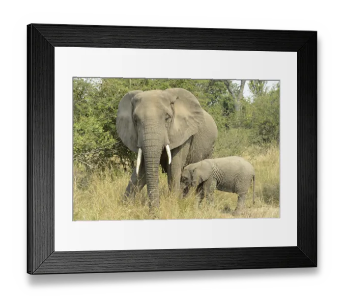 Framed Print : African elephant (Loxodonta africana) Elephant