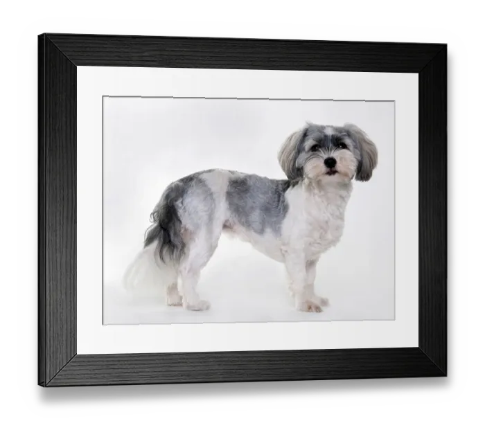 Framed Print : Havanese, bitch, puppy, 11 months, shaved