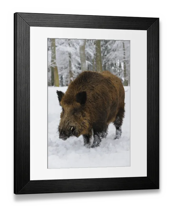 Framed Print : Wild Boar (Sus scrofa) in the snow