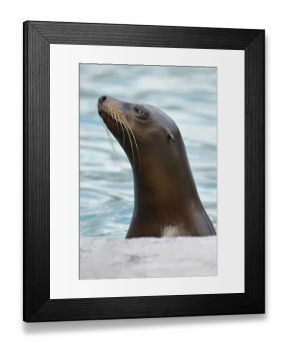 Framed Print : California Sea Lion (Zalophus californianus)