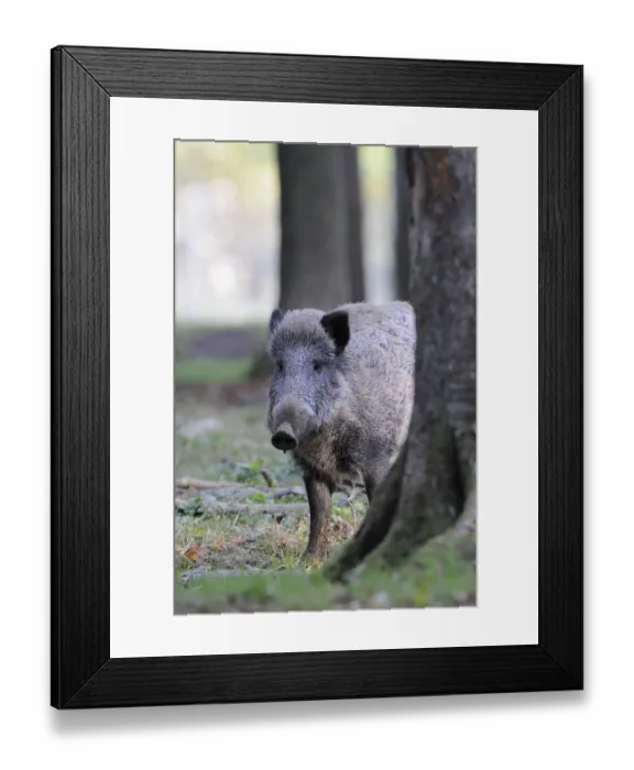 Framed Print : Wild boar (Sus scrofa)