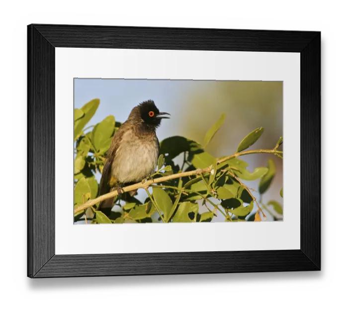 Framed Print : Black-fronted Bulbul (Pycnonotus nigricans)