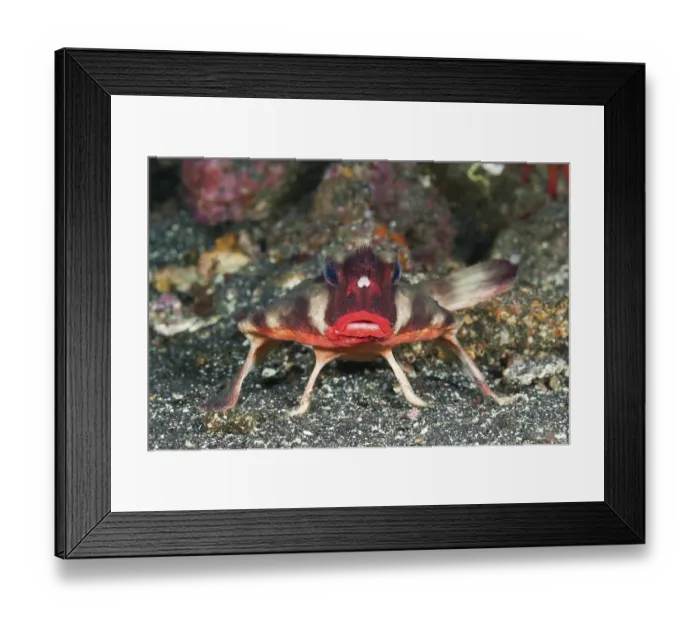 Framed Print : Red-lipped batfish, Ogcocephalus darwini