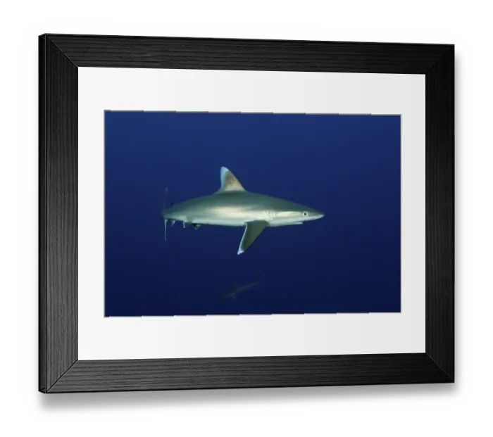 Framed Print : Silvertip shark, Carcharhinus albimarginatus Framed Print : Silvertip shark, Carcharhinus albimarginatus