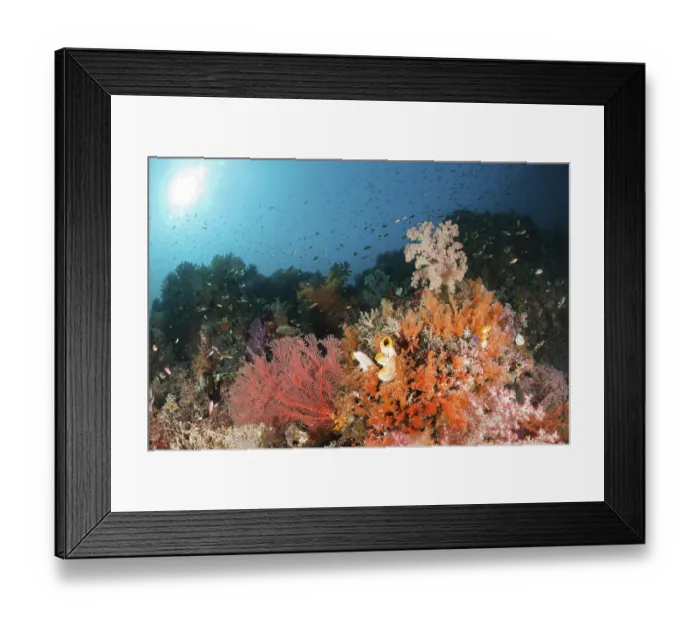 Framed Print : Colourful soft coral, Dendronephthya sp