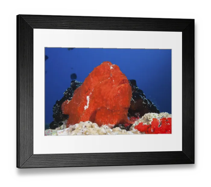 Framed Print : Giant red frogfish, Antennarius commersonii