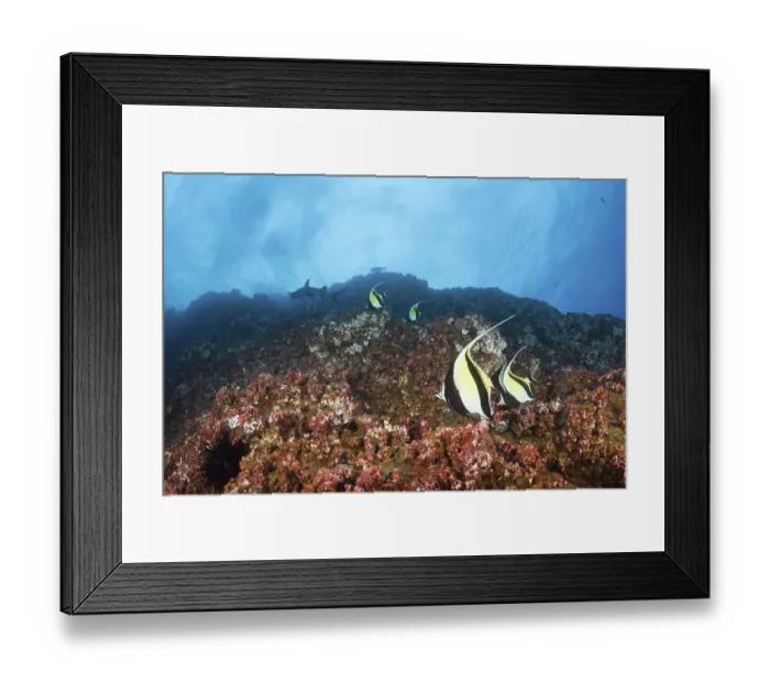 Framed Print : Halterfish, Zanclus cornutus, San Benedicto Framed Print : Halterfish, Zanclus cornutus, San Benedicto